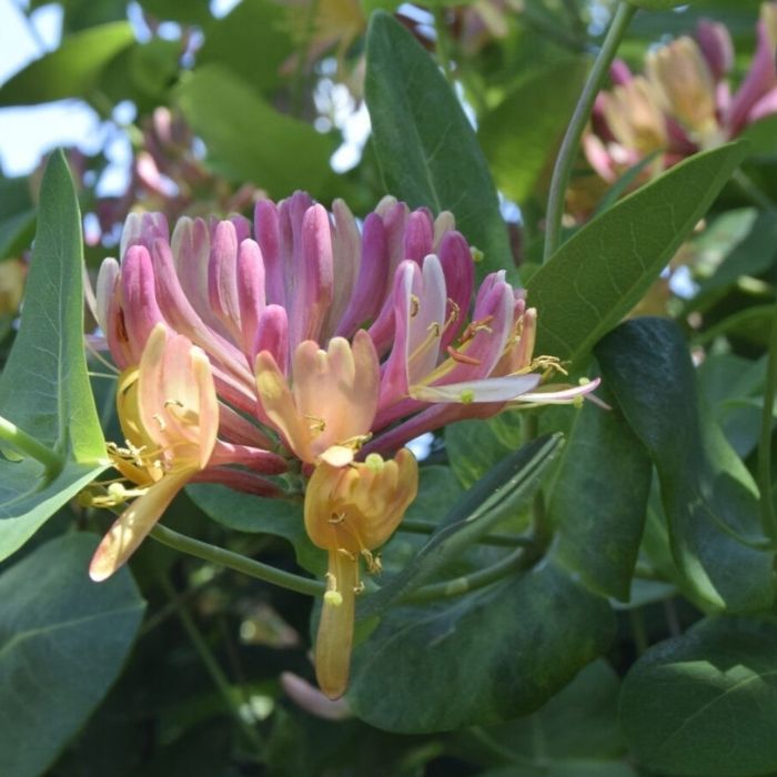 Kaprifolie, Lonicera heckrottii 'American Beauty' - 2l potte - 40-60cm potte