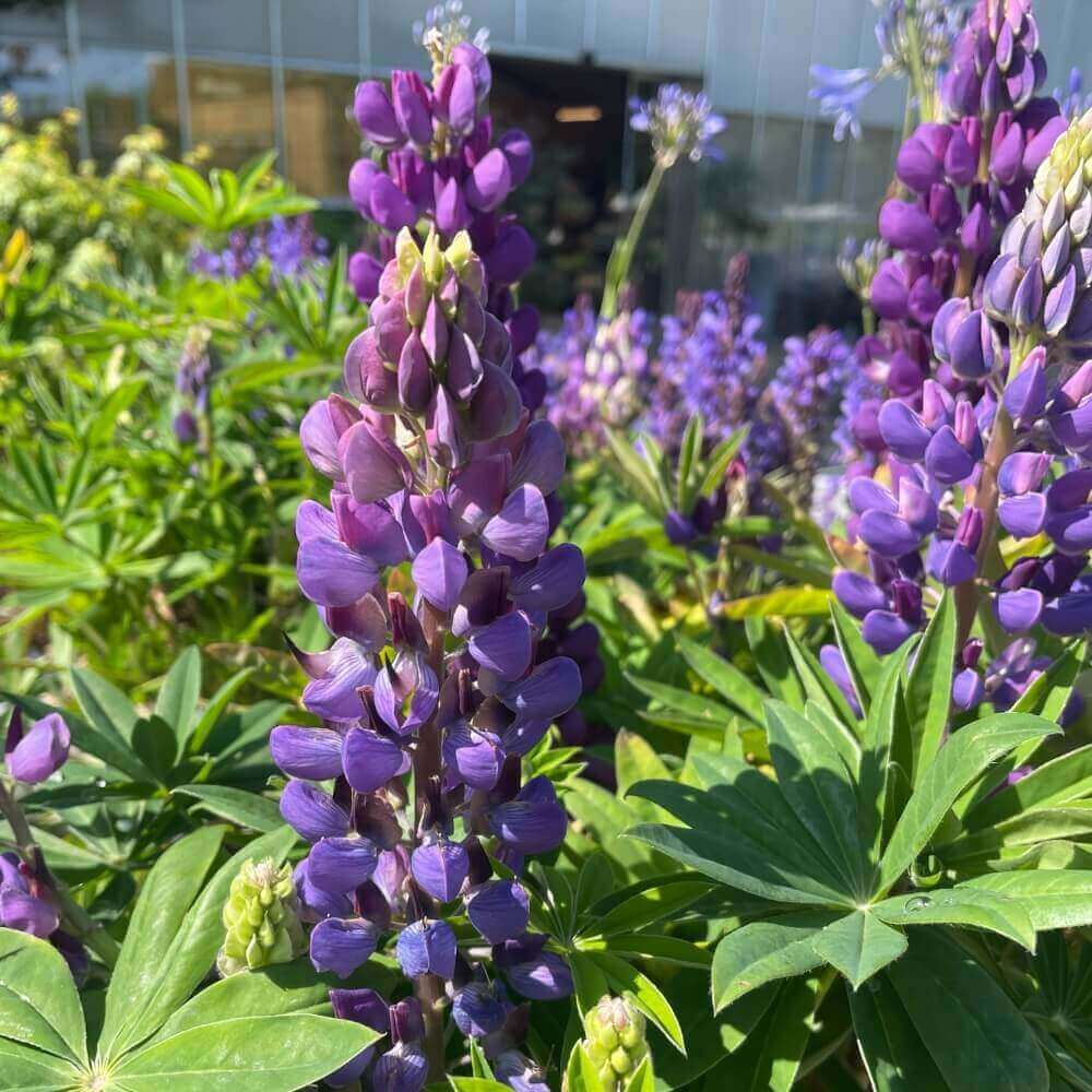 Lupin, Lupinus - 19 cm potte