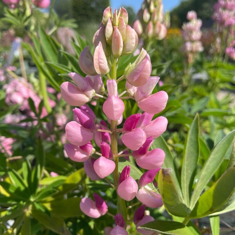 Lupin, Lupinus - 19 cm potte.