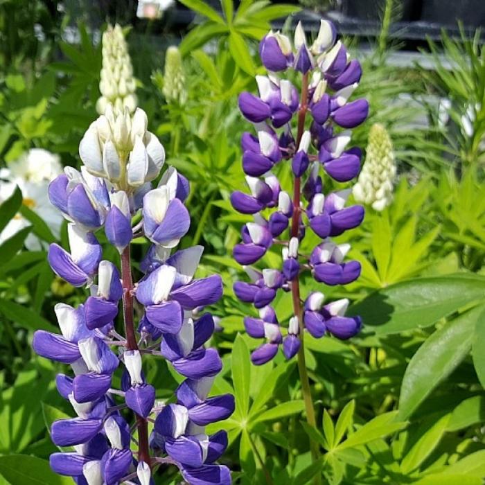 Lupin, LUPINUS polyphyllus 'Kastellan' - 1 L Potte