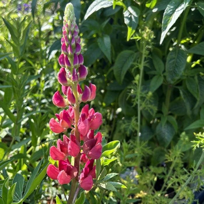 Lupin, LUPINUS polyphyllus 'Mein Schloss'