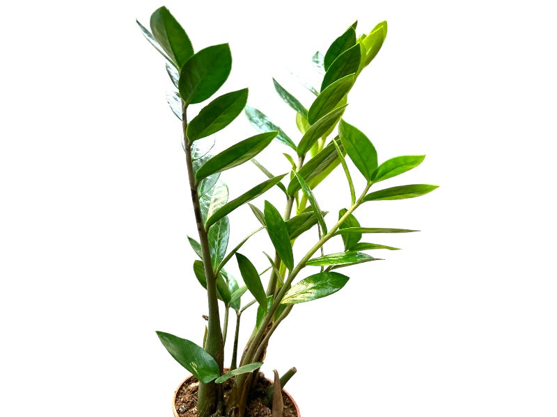 Zamioculcas Zamiifolia plante i potte størrelse 11 cm