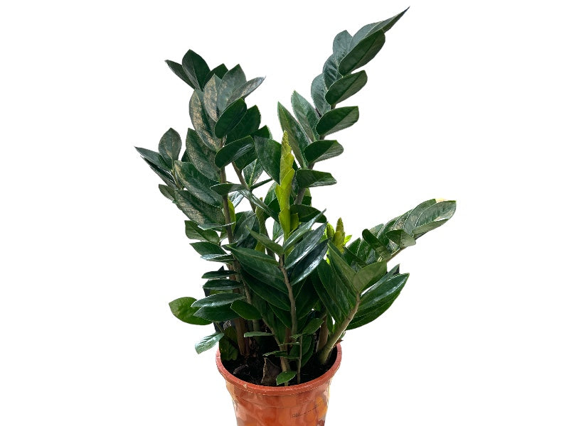 Zamioculcas zamiifolia plante i potte størrelse 17 cm.