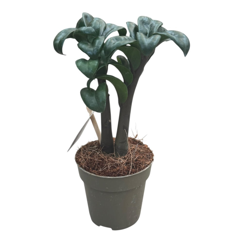 Lykkebregne, Zamioculcas zamiifolia – 9 cm potte