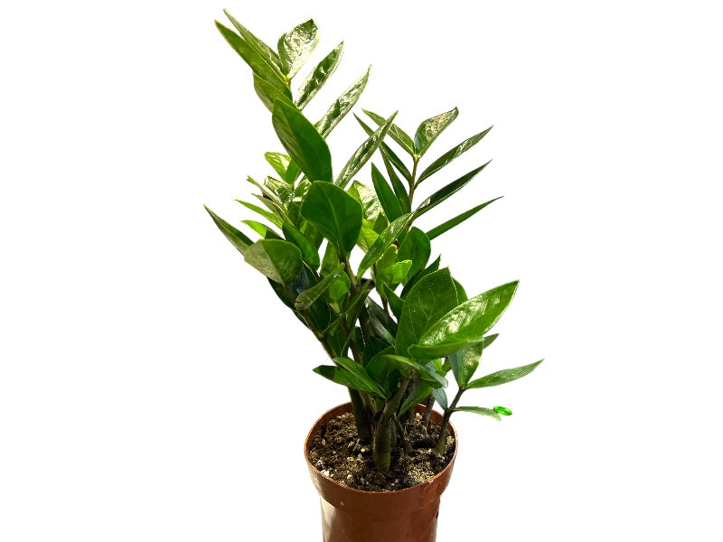 Zamioculcas Zamiifolia plante i potte størrelse 14 cm.