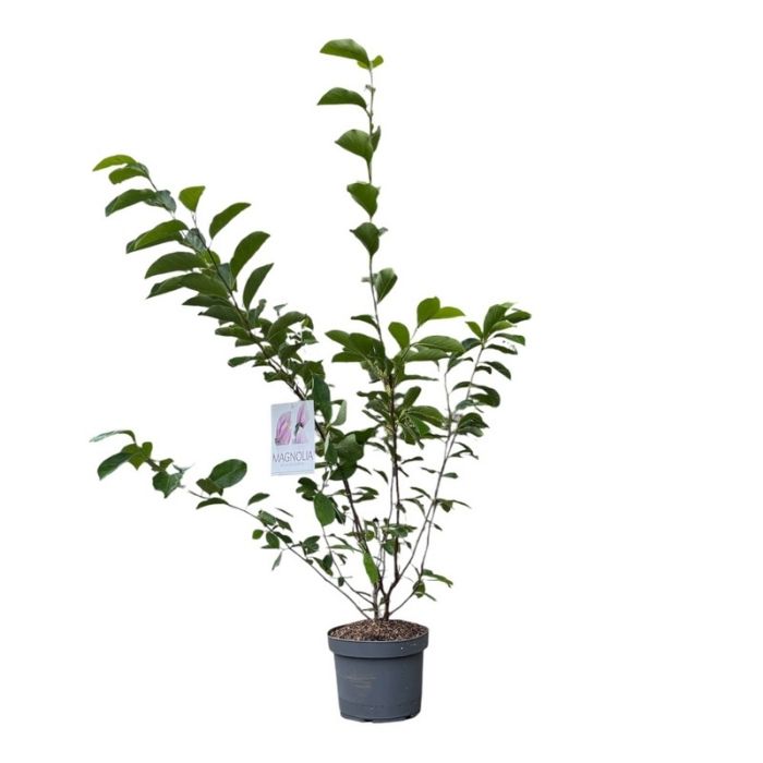 Magnolie, Magnolia soulangeana - 10l potte - h60-80 cm