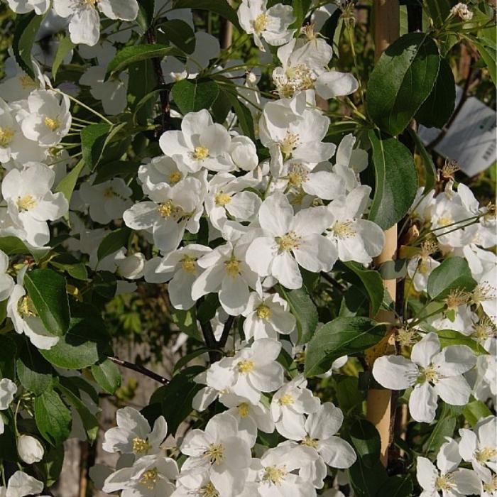 Malus bac. 'Brændkjær' Paradisæble THC 10L 175-200