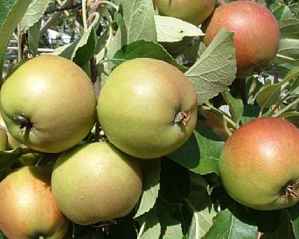 Æbletræ MALUS DOMESTICA 'ELSHOF/ELSTAR' i 10 liter potte til haven.