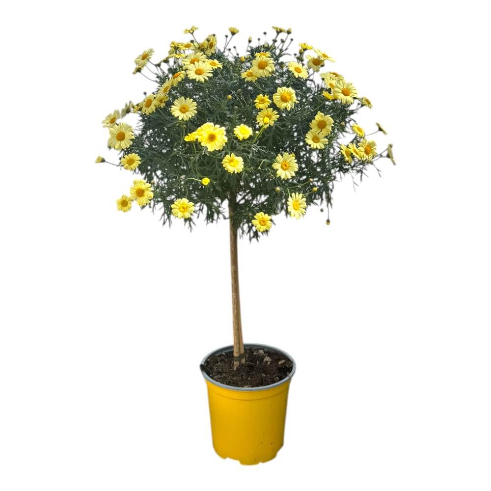 Margurit, opstammet, argyrant. frut. i 19 cm potte - gul