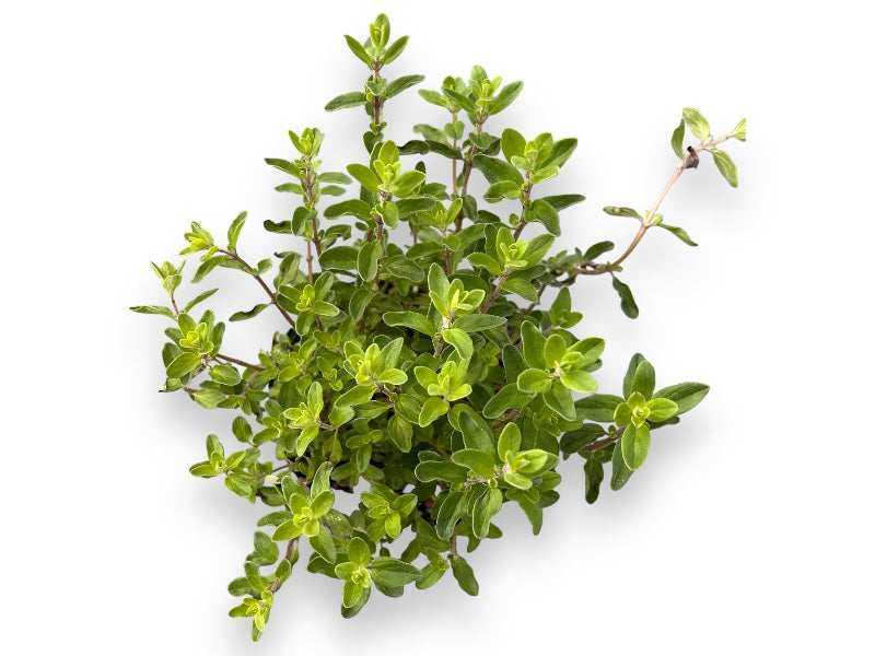 Oregano Merian til haveplantning