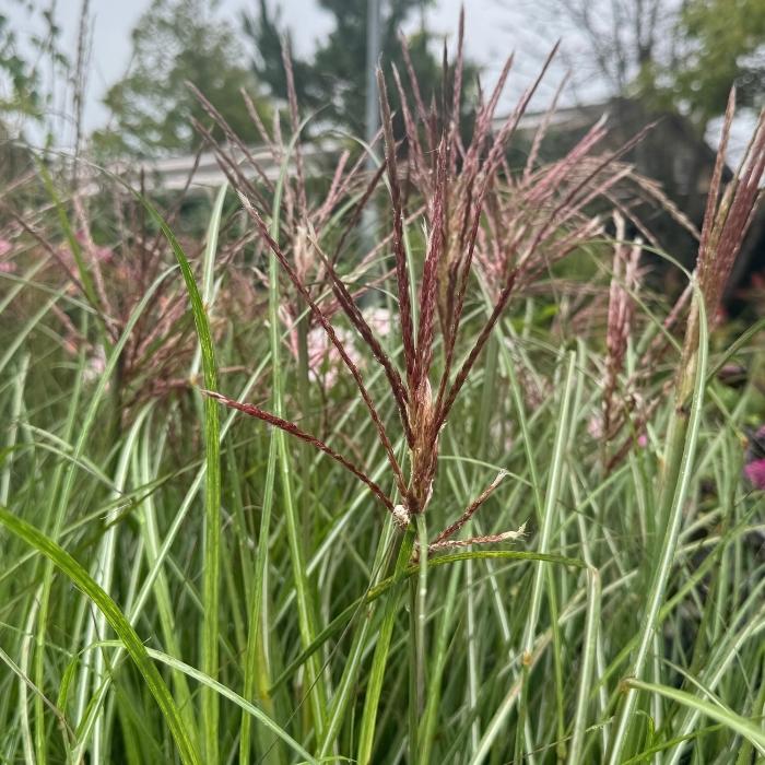 Kinesisk sølvgræs, Miscanthus Sin. ´Red Cloud´ - 5 L Potte