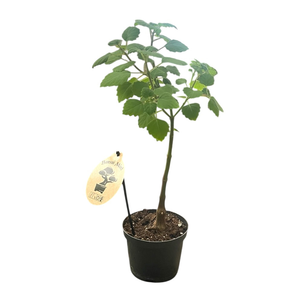 Mølplante, PLECTRANTHUS ERNSTII - 12 cm potte