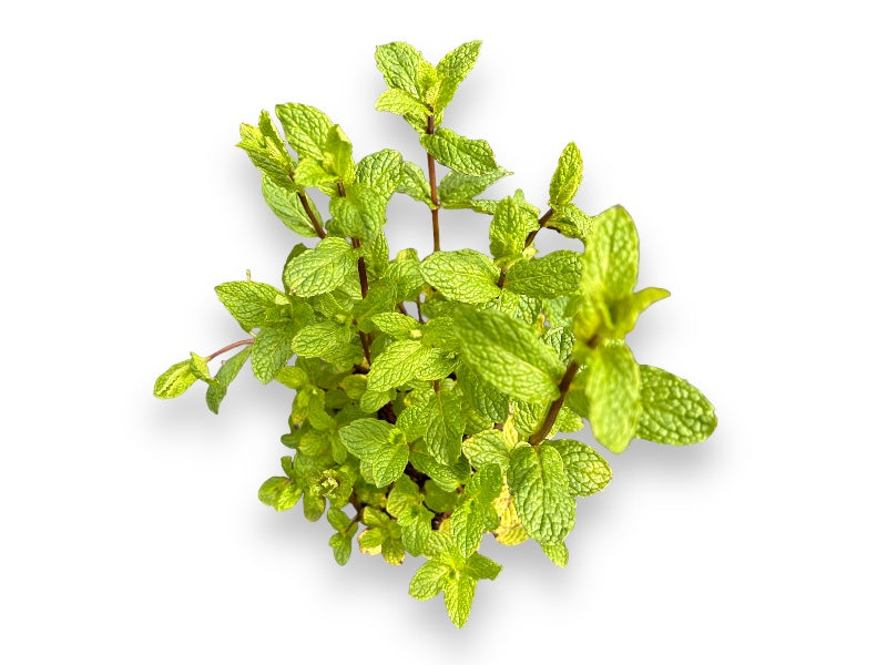 Mynte, Mojito plante til haven.