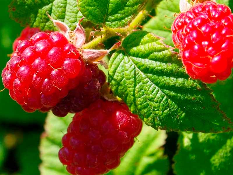 Hindbærbusk Rubus Idae 'Mormors Hallon' i 2L potte.