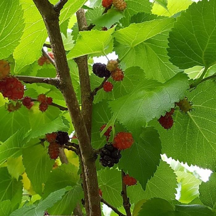Morbær, Morus nigra 'Wellington' - 7,5l potte - h200-250 cm