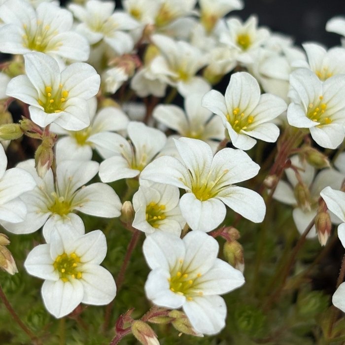 Mos-Stenbræk, SAXIFRAGA arendsii 'Alba'