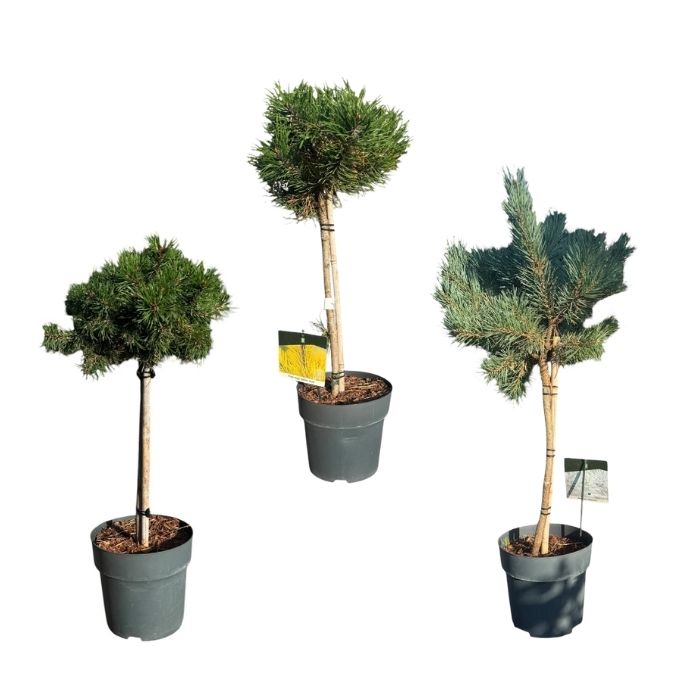 Nåletræ, opstammet, Coniferen Exclusive (assorteret) - 23 cm potte