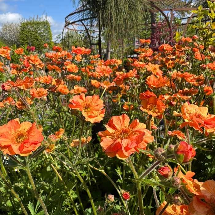 Nellikerod, Geum 'Totally Tangerine' - 3l potte