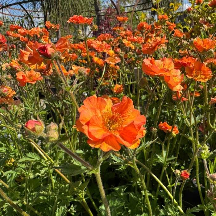 Nellikerod, Geum 'Totally Tangerine' - 3l potte