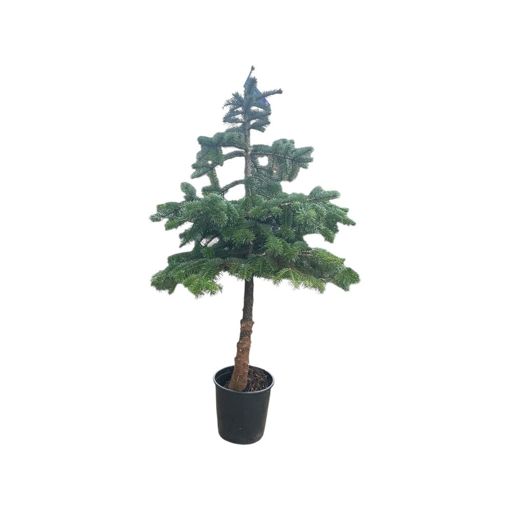 Nordmannsgran, grantræ Abies Nordmann, Opstammet - 120cm