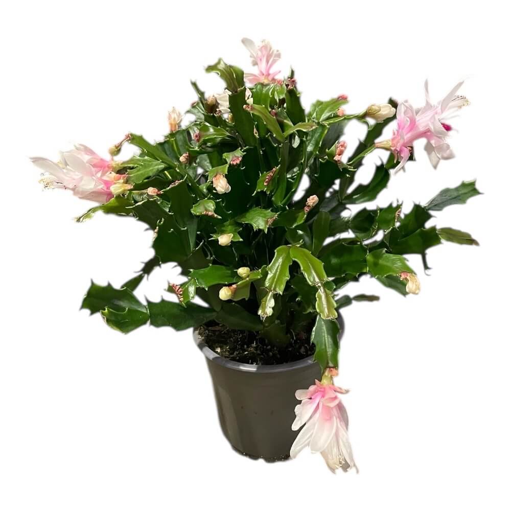 Novemberkaktus, SCHLUMBERGERA HYB. - 11 cm. pot.