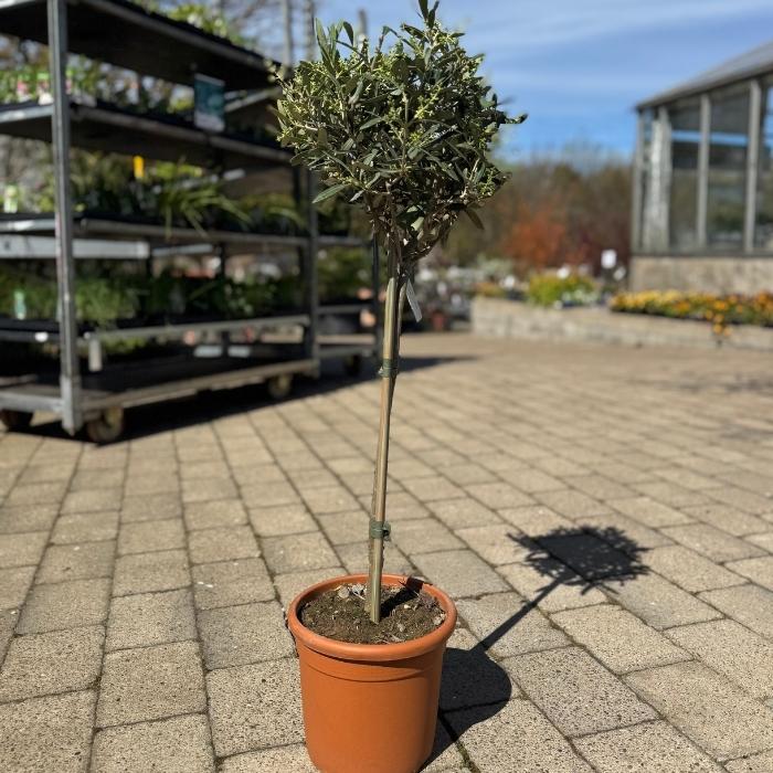 Oliventræ, Olea europaea - 19 cm potte