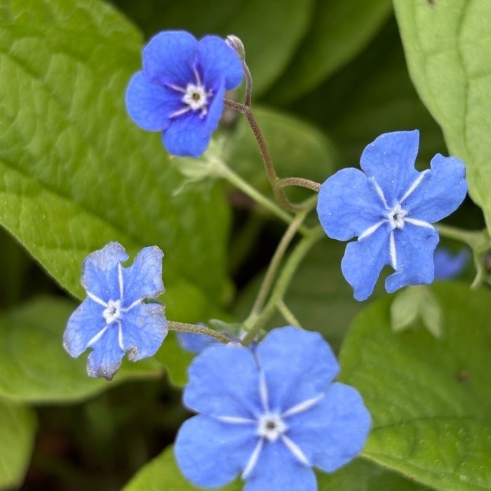 Vår-Kærminde, OMPHALODES verna