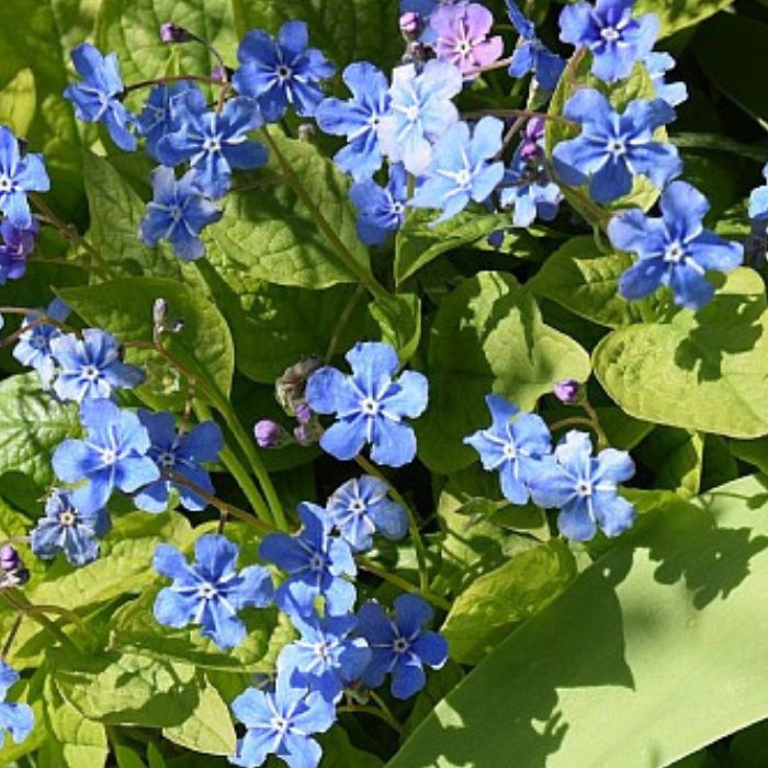Kærminde, Omphalodes Verna - 13 cm Potte