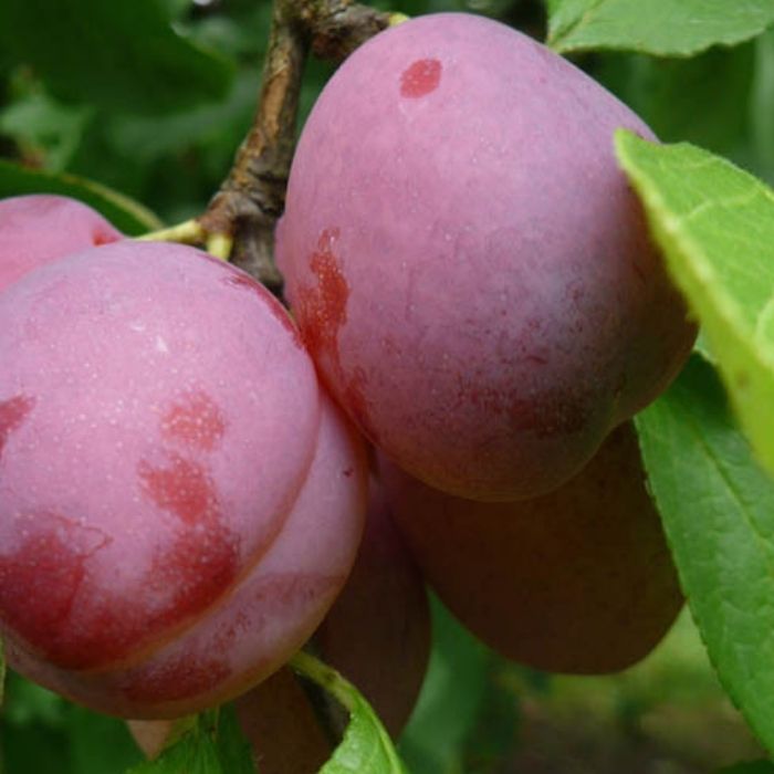 Blommetræ, Prunus Domestica 'Opal'