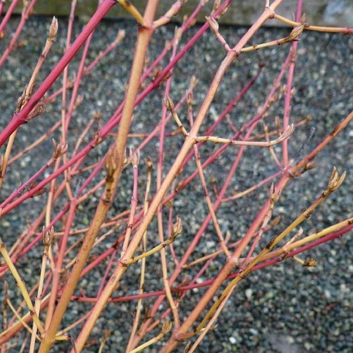 Orangegrenet Kornel, Cornus sanguinea 'Midwinter Fire'