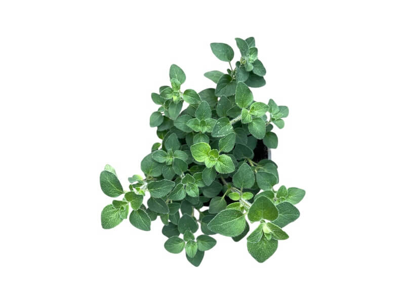 Oregano 'Hot & Spicy' i 12 cm potte.
