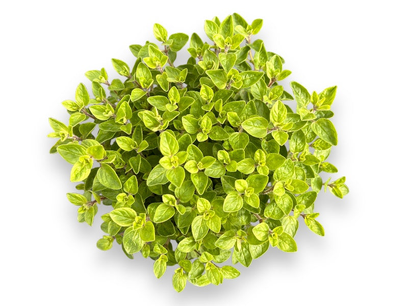Oregano plante til haven, velegnet til krydderurter.