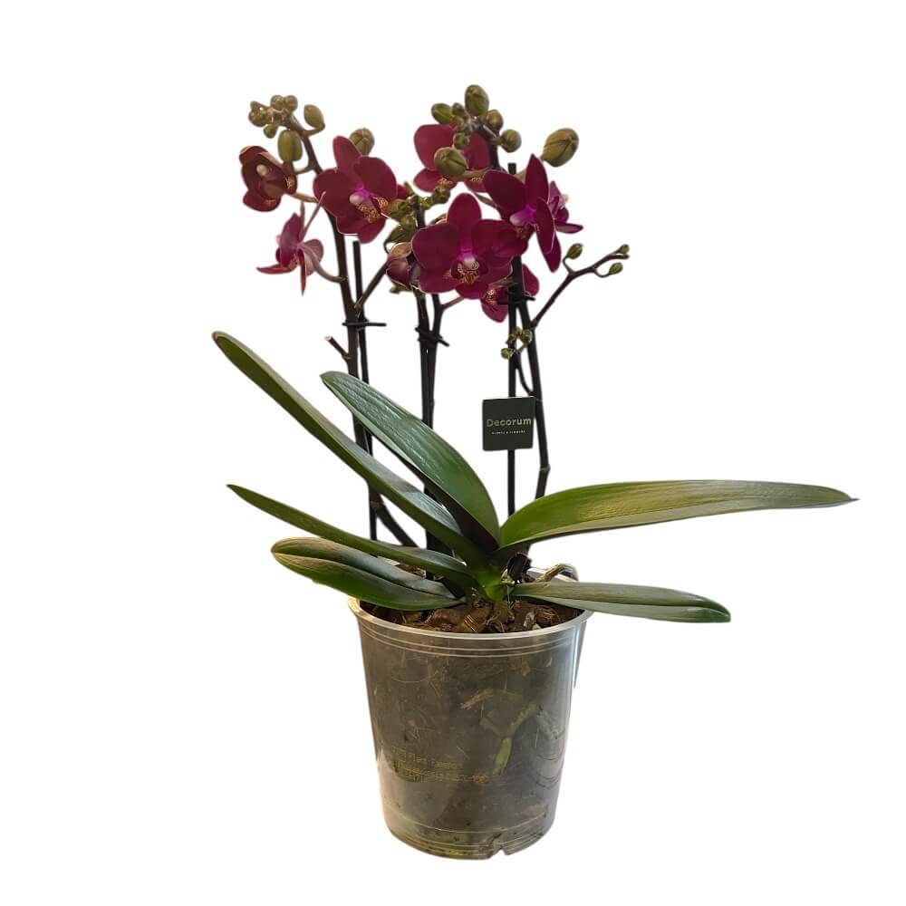 Orkidé, Phalaenopsis Chamonix - 12 cm potte