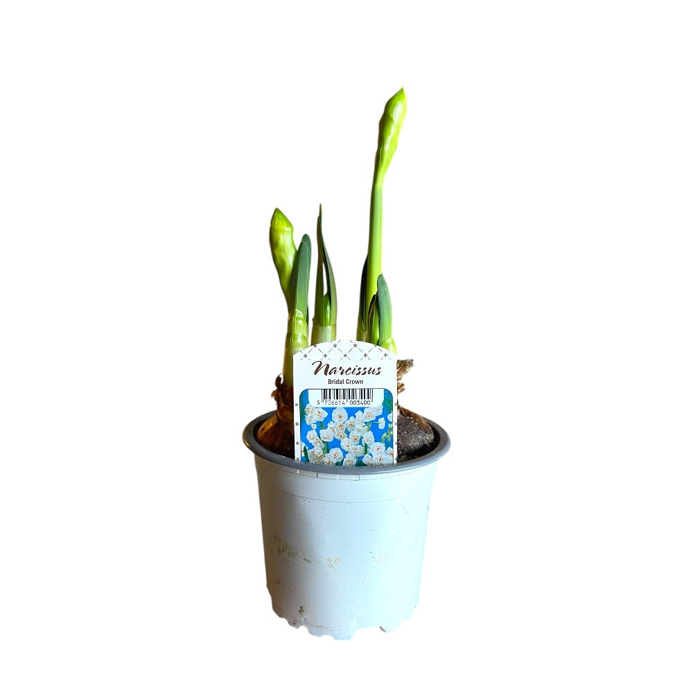 Påskelilje, NARCISSUS MEDI. 'BRIDAL CROWN'