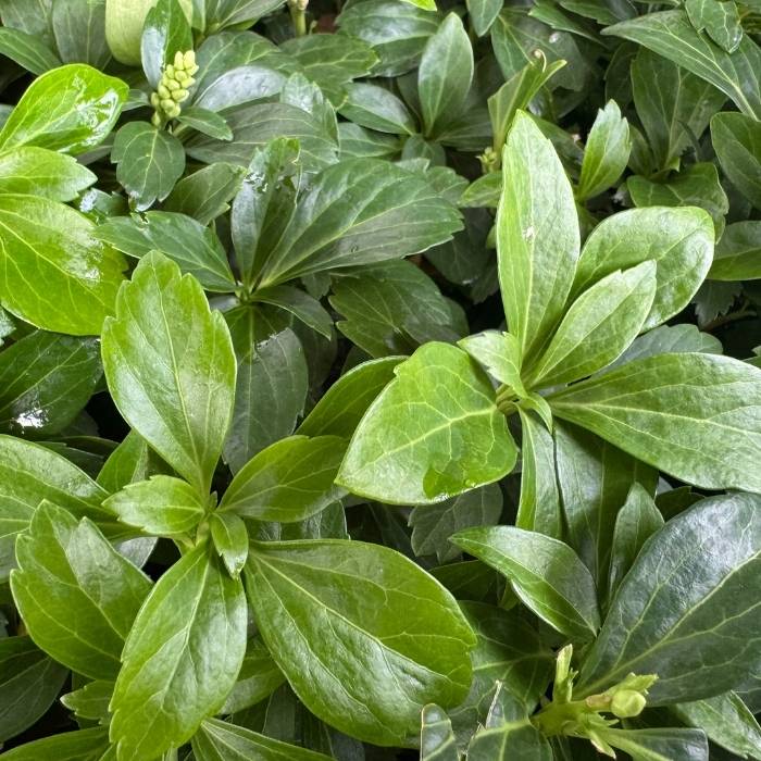 Pachysandra terminalis 'Compacta' P 0,5, Ecktopf 5- 7