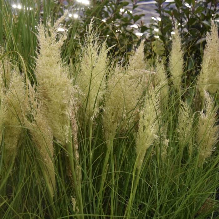 Pampasgræs, Cortaderia selloana 'Tiny Pampa'