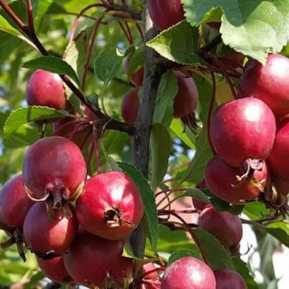 Paradisæble Malus 'Red Obelisk' model THC10, højde 175-200 cm.