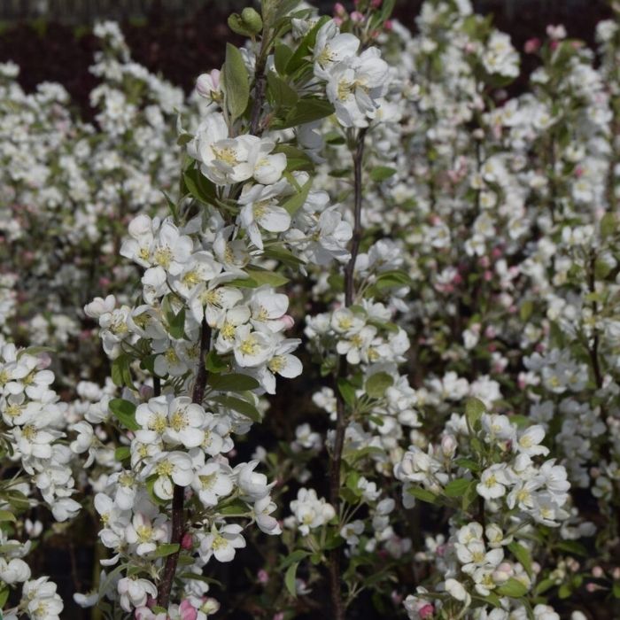 Paradisæble, Malus 'Evereste' i 7,5L potte - h175-200cm