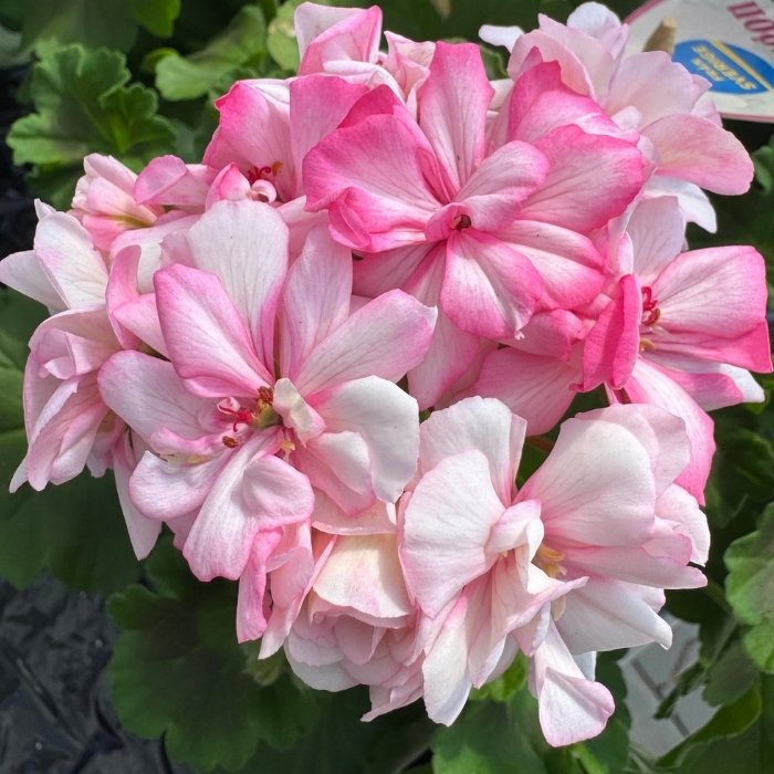 Pelargonie, Dubbel Pelargon Paperbloom - 14 cm