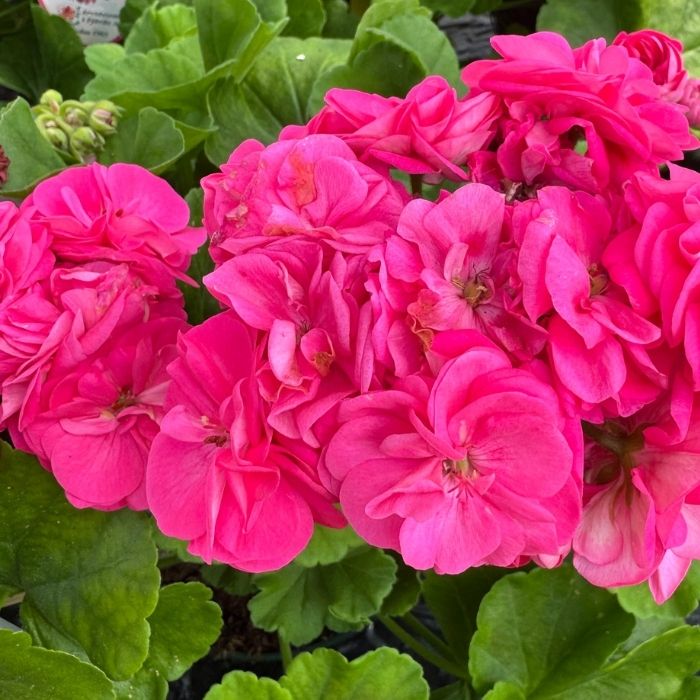 Pelargonie, Dubbel Pelargon Rosalinda - 14 cm