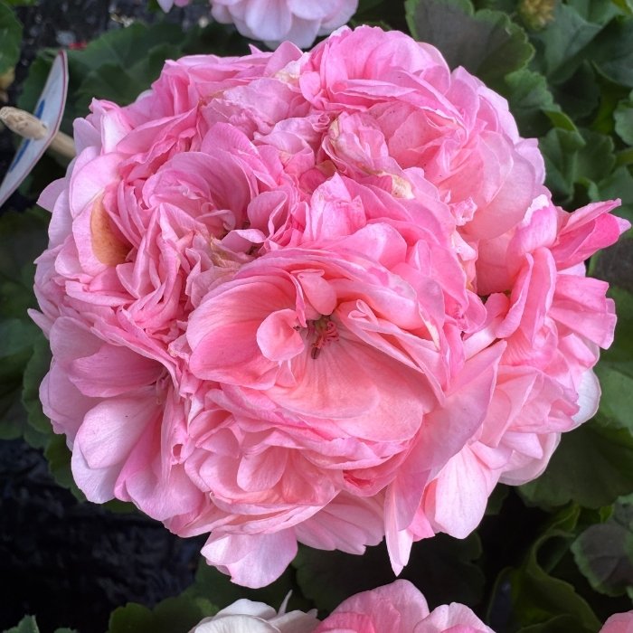 Pelargonie, Pelargon Rosebud Astrid - 12 cm