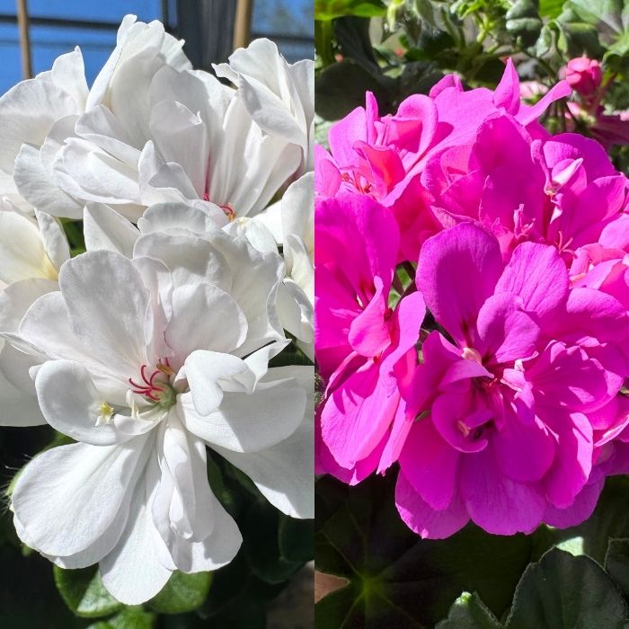 Pelargonie, Pelargonium Pelt. - 10,5cm potte (ass. farve)