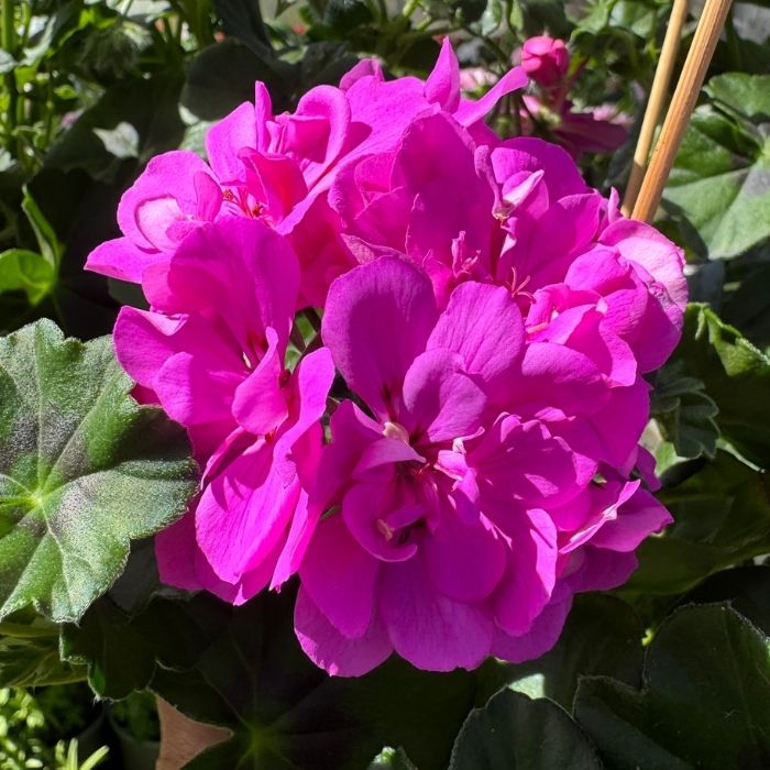 Pelargonie, Pelargonium Pelt. - 10,5cm potte