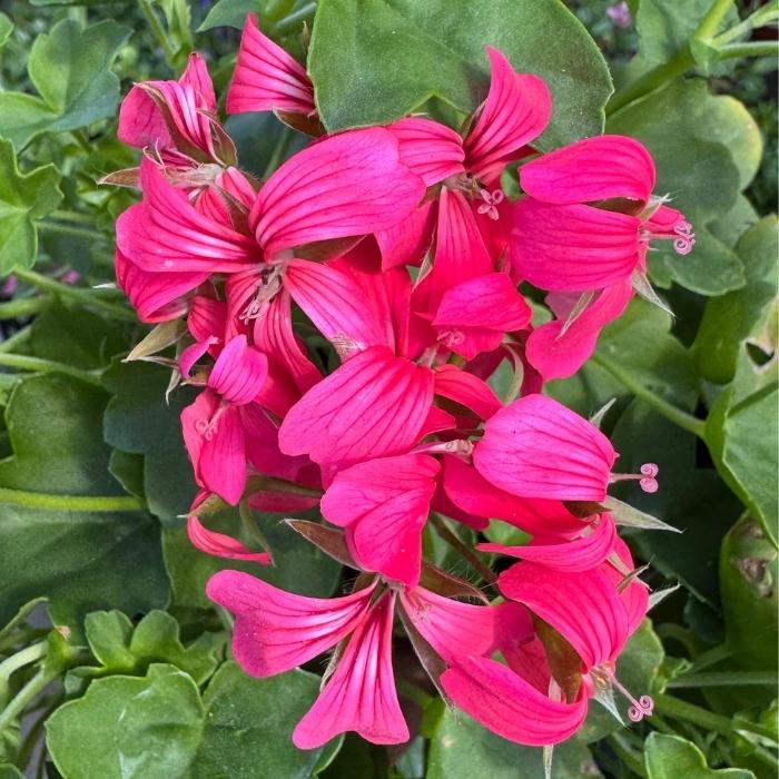 Pelargonie, PELARGONIUM PELTATUM - 11 cm. potte