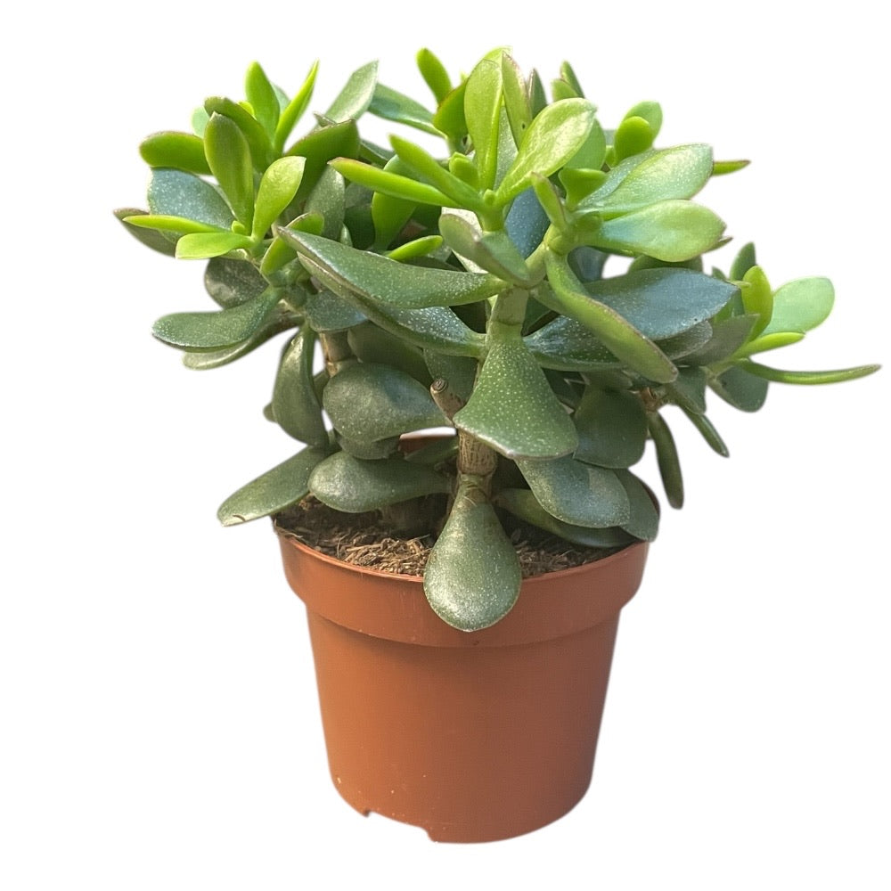 Pengetræ, Crassula minova magic i 12 cm potte