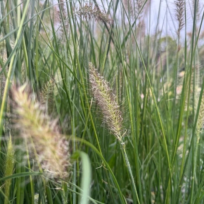 Lampepudsergræs, Pennisetum alop. 'Hameln' - 3l potte