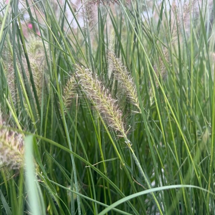 Lampepudsergræs, Pennisetum alop. 'Hameln' - 3l potte