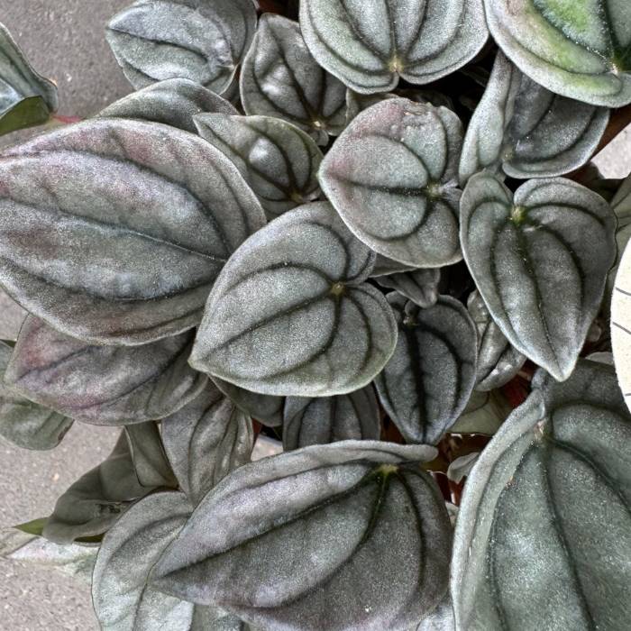 Peperomia 'Tobago' – kompakt stueplante med sølvgrønne blade