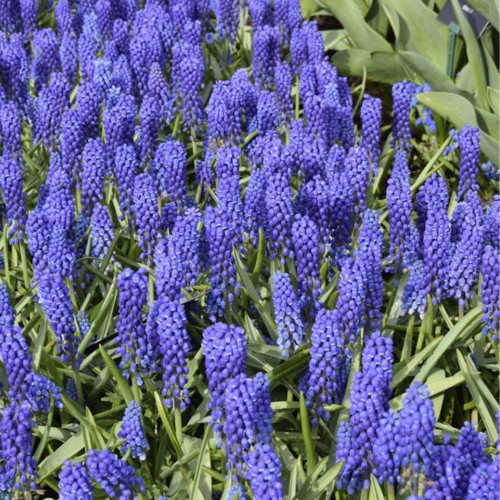 Perlehyacint, Muscari Big Smile