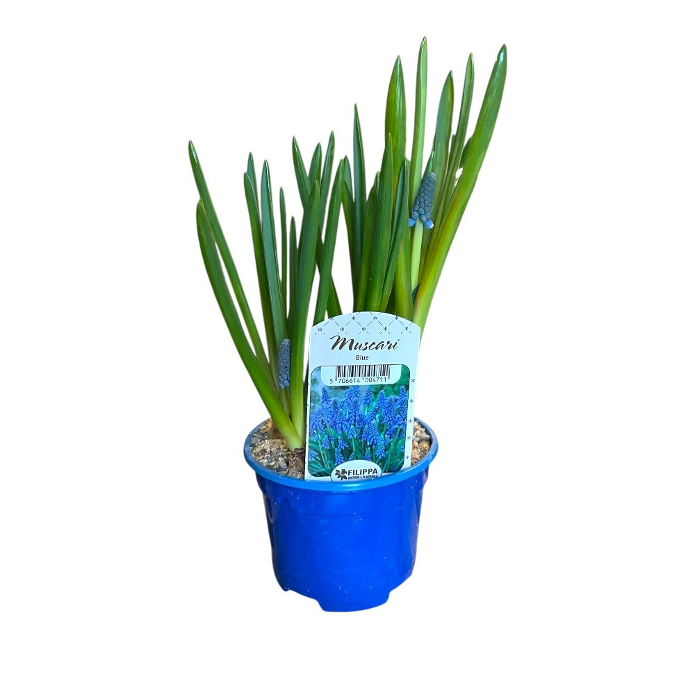 Perlehyacintløg, Muscari Armeni. Blue magic - 9 cm. potte